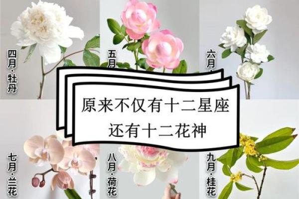 十二星座专属守护花都有哪些呢
