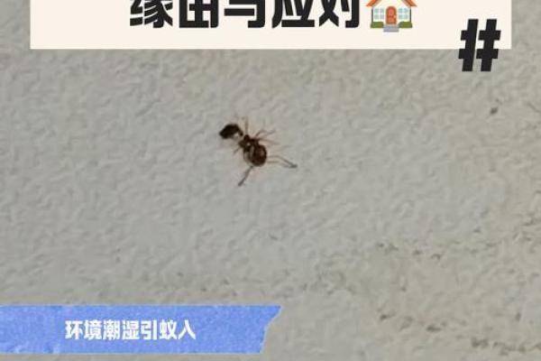 家里有蚂蚁风水上预示什么