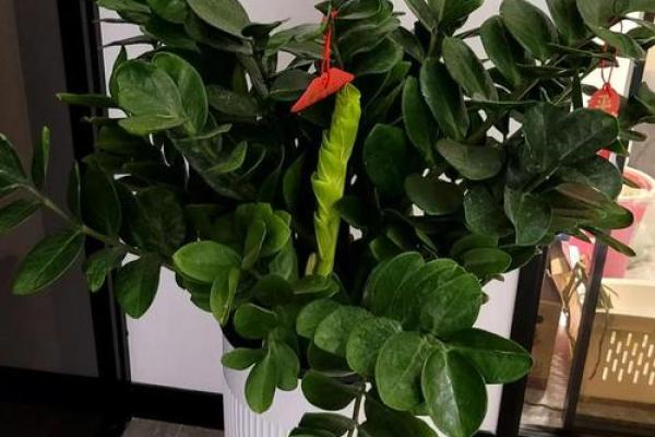 家里装修放什么植物，对风水好