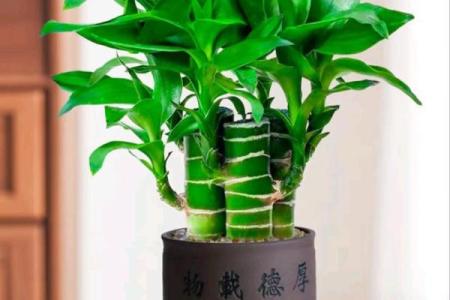 家里装修放什么植物，对风水好