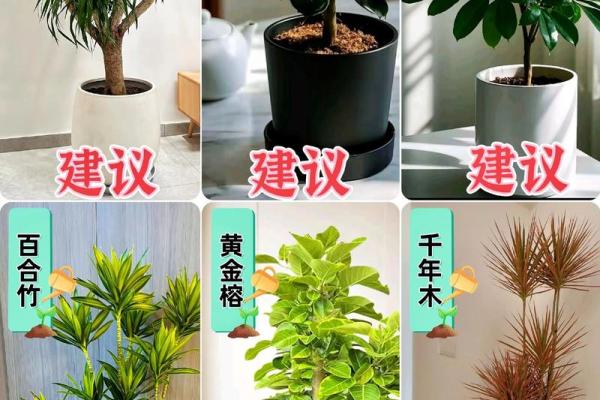 假花不要摆放在家里的哪里，有哪些风水讲究呢