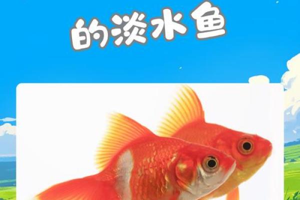养金鱼有哪些风水讲究-