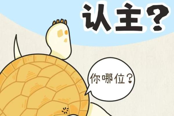 乌龟一般养几只吉利养龟风水养单数还是双数好