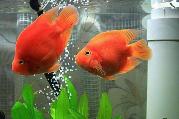家居风水鱼缸的摆放 风水鱼养几条