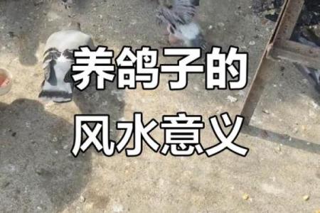 养鸽子与风水家庭和谐的源泉