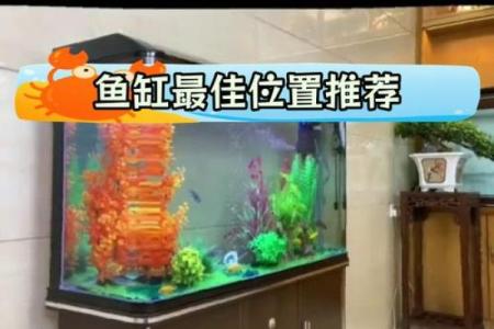 家居风水鱼缸的摆放 风水鱼养几条