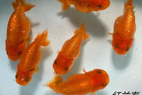 属兔人最适合养什么风水鱼？