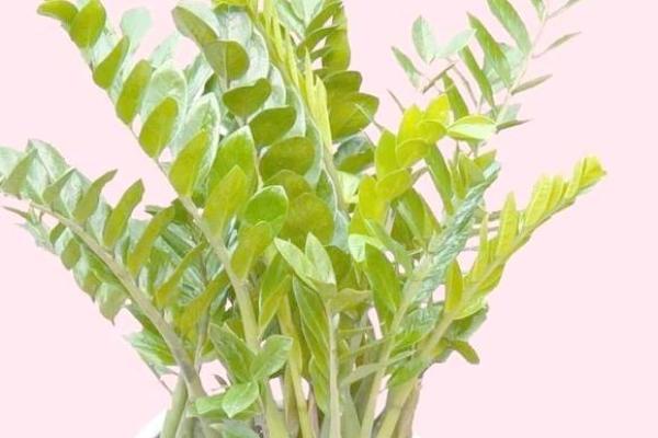 办公室风水：十二生肖最配的绿色植物有哪些？