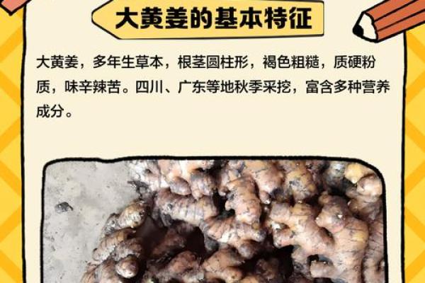 家种姜风水好吗