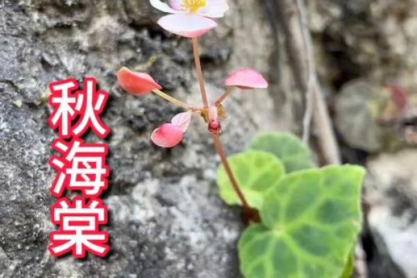 秋海棠的风水