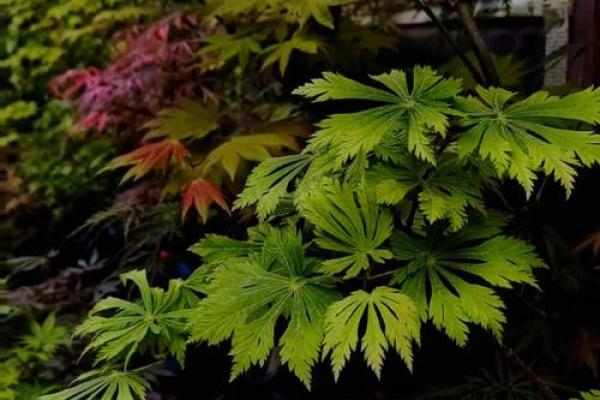 扇子树的风水 扇子树的风水讲究