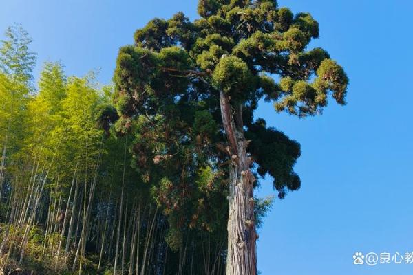 风水房子上长树