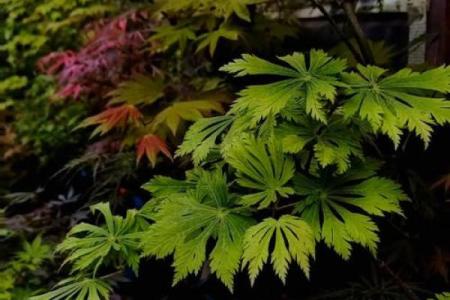 扇子树的风水 扇子树的风水讲究