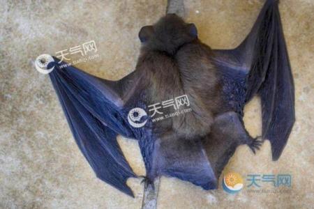 蝙蝠入屋是不吉利的吗风水上讲预示着什么-