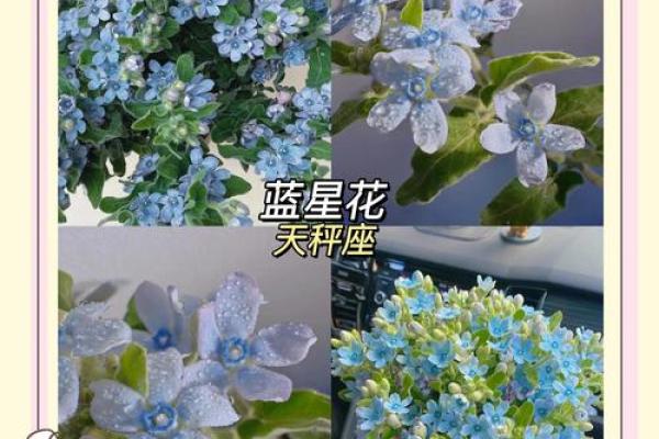 十二星座适合什么花最有灵性和灵感