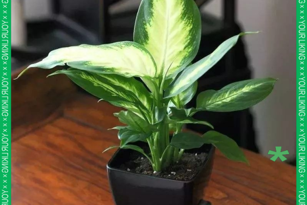 万年青 风水