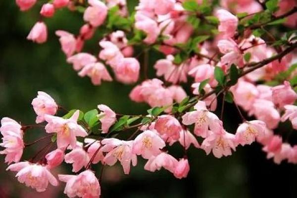 海棠花的风水_龙翅海棠开花寓意