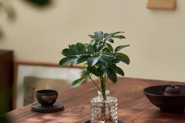 办公室最旺风水植物象征财源广进