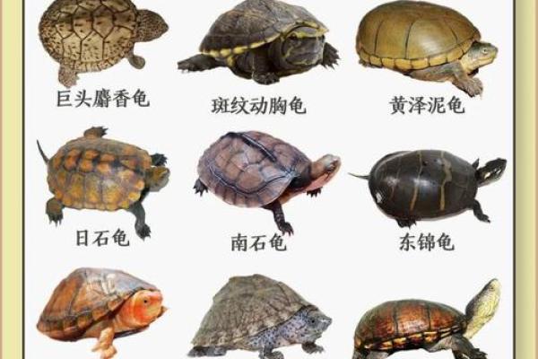 十二星座最适合什么乌龟养