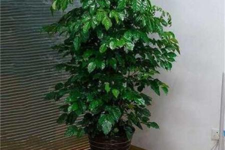 办公室最旺风水植物象征财源广进