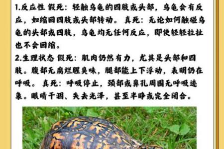 什么人不能养龟风水与属相禁忌化解