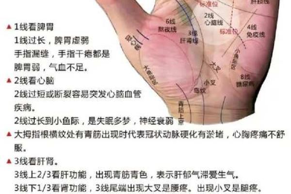 《手相学习百科》：手相重要辅线
