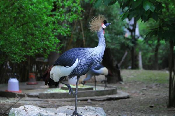 四哥指什么生肖动物和动物 四哥百科