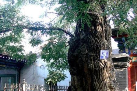大门正确栽树方位，农村大门口栽树有讲究吗？