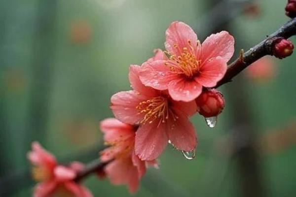 樱花与风水的魅力
