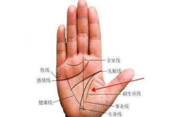 图解：手相中的事业线算命意义是
