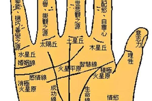 《手相学习百科》：智慧线