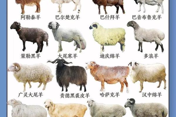 属羊出生吉日 几点出生最好