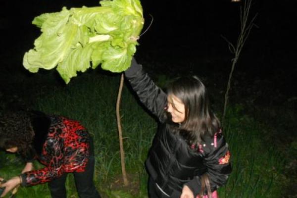元宵节有趣风俗 偷菜,偷青菜是什么节日