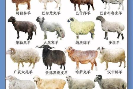 属羊出生吉日 几点出生最好