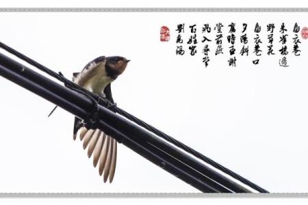 什么是堂前燕风水