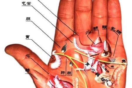 《手相学习百科》：掌纹介绍