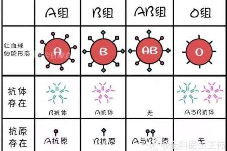 血型b+和b-是什么意思