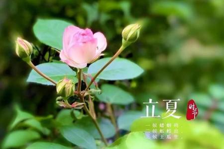生在立夏后八字， 财运兴旺逢凶化吉