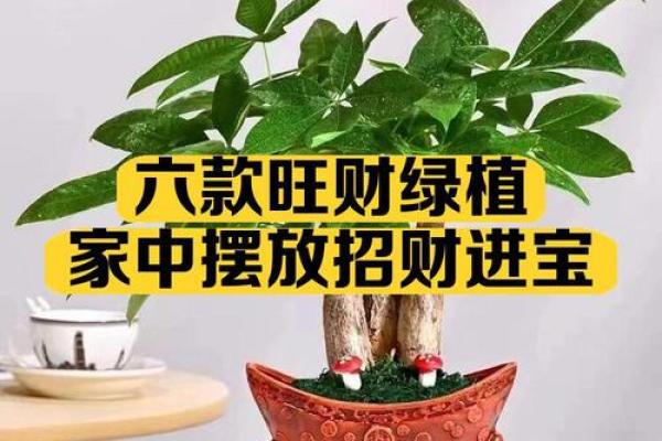 生肖属兔求财财神放哪个方向 养什么植物最旺财