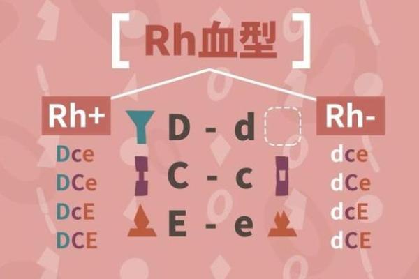 闪婚导致离婚的血型