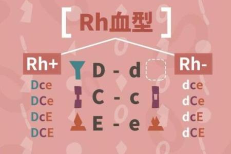 闪婚导致离婚的血型