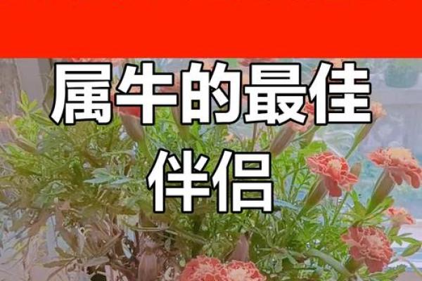 属牛女的婚姻配对更佳属相