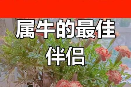 属牛女的婚姻配对更佳属相