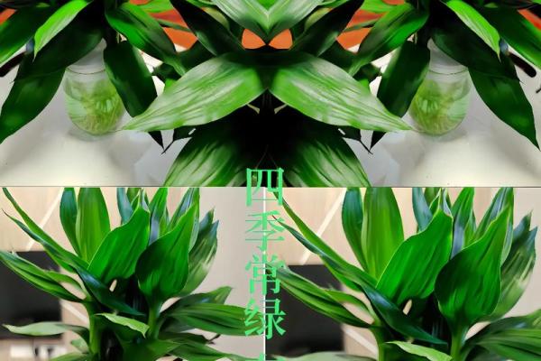 观音竹摆放禁忌是什么 观音竹摆放有哪些禁忌