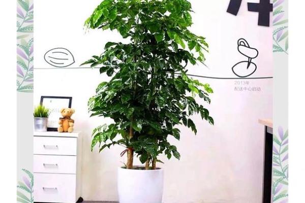 公司摆放风水禁忌 摆放什么植物可以招财