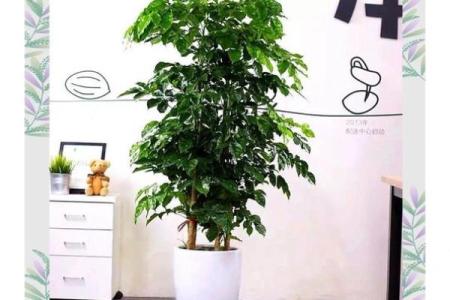 公司摆放风水禁忌 摆放什么植物可以招财