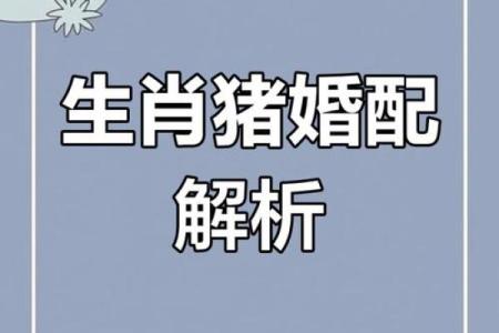 1983年属猪的婚配 1983年属猪的人应该和哪些生肖的人结婚配对