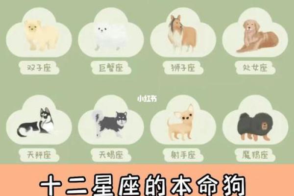 12星座适合养的什么狗