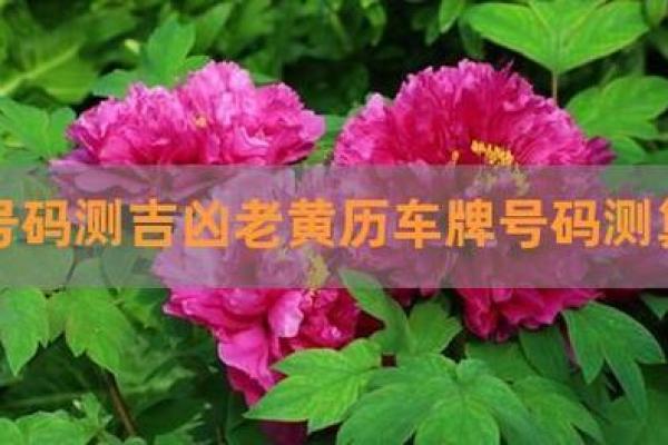 车辆号码吉凶紫薇