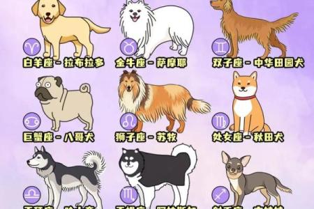 星座最适合什么狗狗